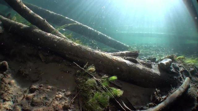 Logs underwater in sunlight in water of Lena River in Siberia of Russia. Unique relaxation video about nature.