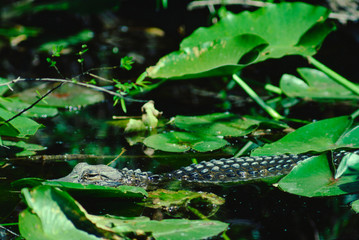 American Alligator (Alligator Mississippiensis) 