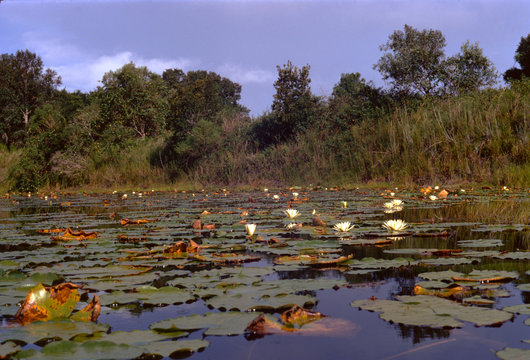 American White Waterlily (Nymphaea Odorata)