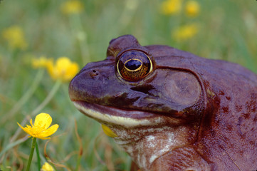 American Bullfrog (Rana Catesbeiana)