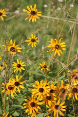 Brown button flowers 