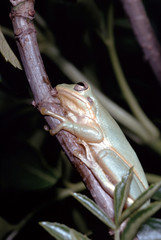 American Green Tree Frog (Hyla Cinerea)
