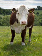 Beautiful brown cow
