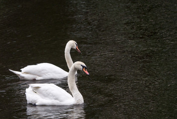 Obraz premium Harmony in white: Swans on the Berlin Landwehrkanal