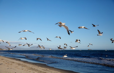 Beach Gulls1