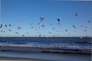 Beach Gulls3