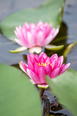 Fototapeta premium 睡蓮の花