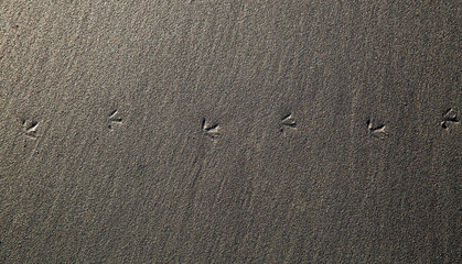 Sand Prints