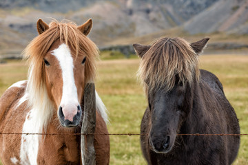Two Icelandic Horses 