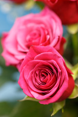 バラの花