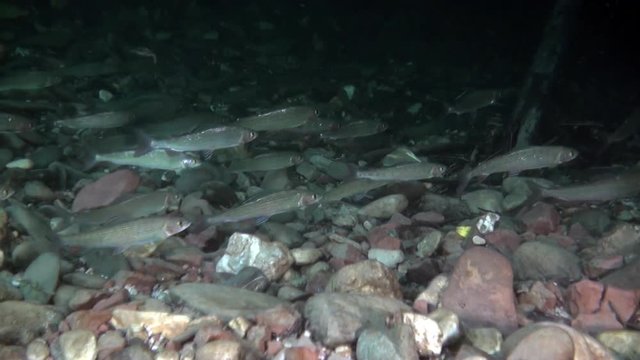 School of trout fish underwater of Lena River in Siberia of Russia.. Inhabitants of Salmo in wild on background of clean and transparent water. Unique relaxation video about nature.
