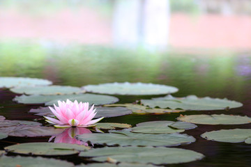 睡蓮の花