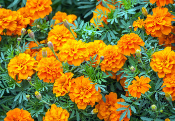 tagetes, a variety of flowers Bonanza Deep Orange, symbol of health and longevity, beautiful and bright orange plants close-up, grow in nature
