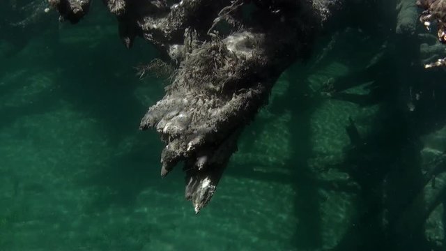 Underwater landscape in sunlight in water of Lena River in Siberia of Russia. Unique relaxation video about nature.