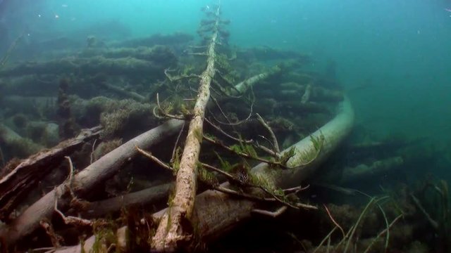 Tree underwater in sunlight in water of Lena River in Siberia of Russia. Unique relaxation video about nature.
