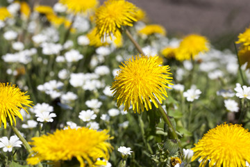 yellow dandelions