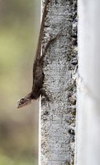 a lizard on cement wall looking for somthing to eat