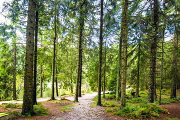 Fototapeta na wymiar Hiking trail through a lush green spring forest