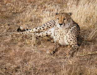 Adult cheetah lies down in dry grass