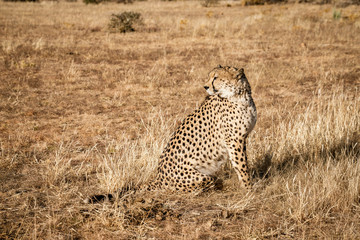 Adult cheetah sits up scans his surroundings