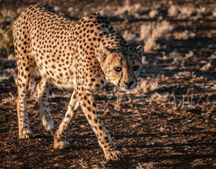 Adult cheetah walks in the desert