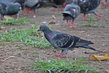 Pigeon,  it lives in NONG PRA JAK public park,  at UDONTHANI province THAILAND.