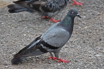 Pigeon,  it lives in NONG PRA JAK public park,  at UDONTHANI province THAILAND. © PICHAYANON