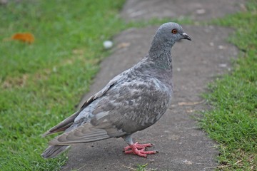 Pigeon,  it lives in NONG PRA JAK public park,  at UDONTHANI province THAILAND. © PICHAYANON