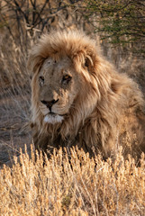 Adult male lion lies down in the short dry grass