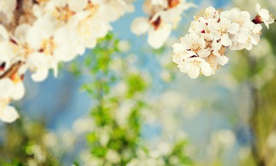 Obraz na płótnie Canvas Blooming cherry flowers for background