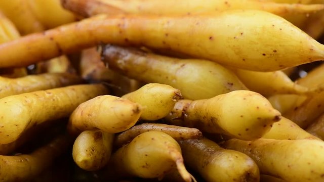 fresh Fingerroot rotation