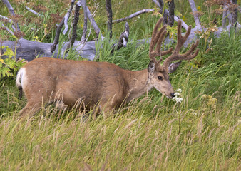 Mule deer (Odocoileus hemionus) male grazing in high grass, Wyoming, USA