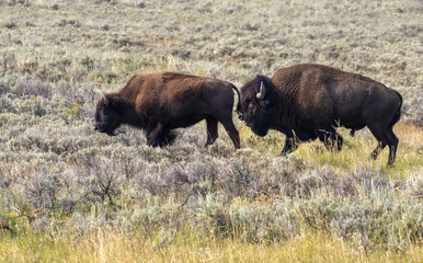 American bison (Bison bison) male chasing female during rut season, Wyoming, USA