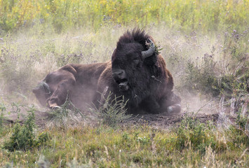 American bison (Bison bison) male rolls in a wallow taking a dust bath, Wyoming, USA