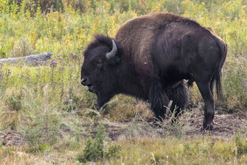 American bison (Bison bison) male calling during rut season, Wyoming, USA