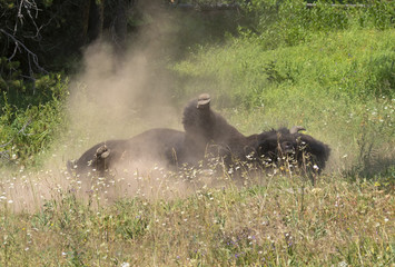 Obraz na płótnie Canvas American bison (Bison bison) male rolls in a wallow taking a dust bath, Wyoming, USA