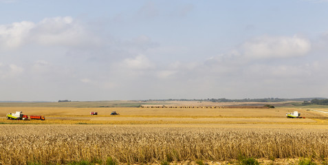 Fototapeta premium two combine harvester