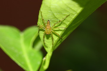 a spider under green leaf flash on
