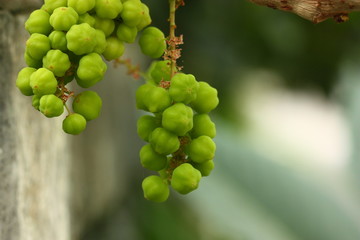 a star gooseberry fruit