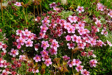Pink alpine cinquefoil wildflowers - obrazy, fototapety, plakaty