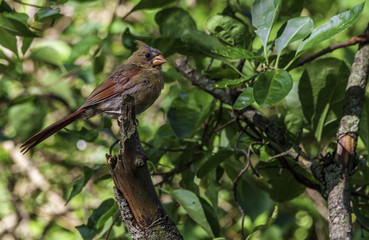 Male northern cardinal in the molting stage. 