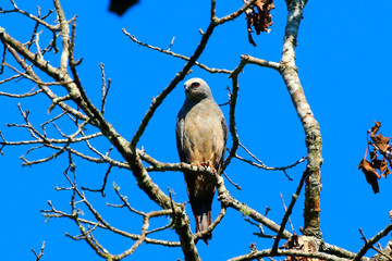 Mississippi Kite perched on a tree limb by nest