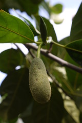 Jakfruit