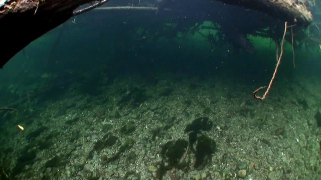 Underwater landscape in sunlight in water of Lena River in Siberia of Russia. Unique relaxation video about nature.