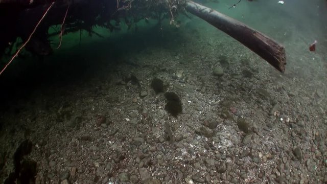 Underwater landscape in sunlight in water of Lena River in Siberia of Russia. Unique relaxation video about nature.
