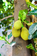 jackfruit fruit