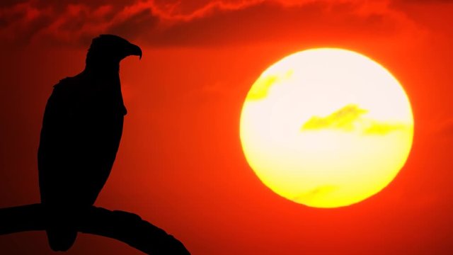 Grey Headed Fish Eagle Silhouetted against the Setting Sun