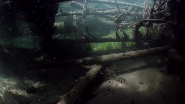 Logs underwater in sunlight in water of Lena River in Siberia of Russia. Unique relaxation video about nature.