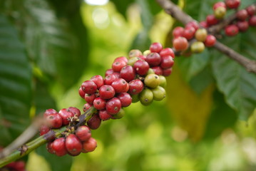 Coffee Plantation