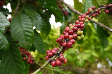 Coffee Plantation